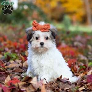 Melody, Maltipoo Puppy